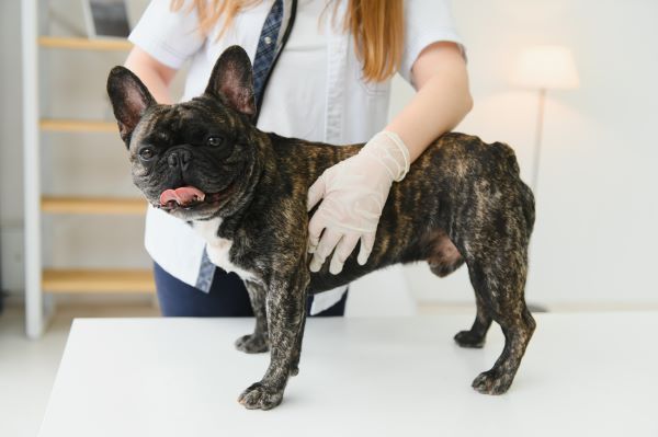 Deparazitare internă câine 10 kg